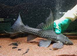 Armored Catfish (Pseudacanthicus histrix)