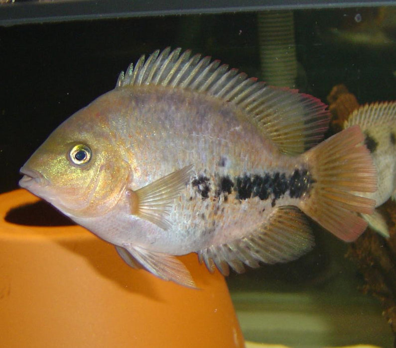 Vieja Synspilum Cichlid (Vieja melanura)