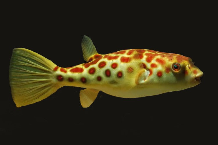 Cross River Puffer Fish (Tetraodon pustulatus)