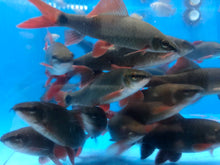 Load image into Gallery viewer, Rainbow Shark (Epalzeorhynchos frenatum)
