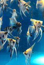 Load image into Gallery viewer, Calico Angelfish (Pterophyllum scalare)
