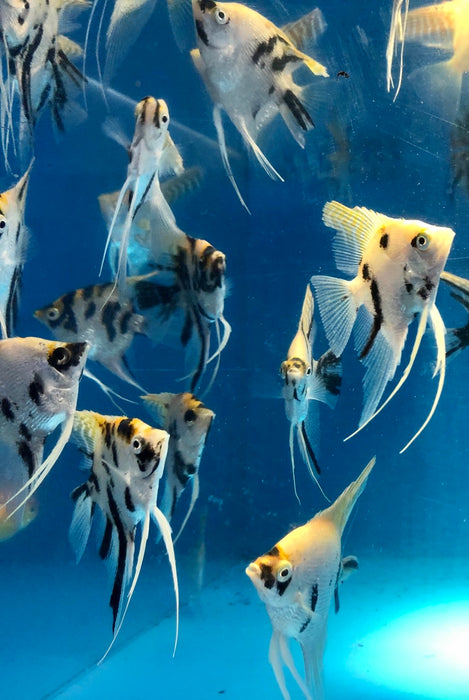 Calico Angelfish (Pterophyllum scalare)