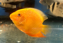 Load image into Gallery viewer, Gold Severum (Heros severus)
