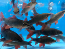 Load image into Gallery viewer, Rainbow Shark (Epalzeorhynchos frenatum)
