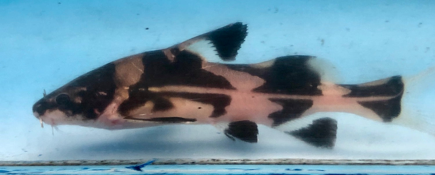 Harlequin Lancer Catfish (Bagroides melapterus)