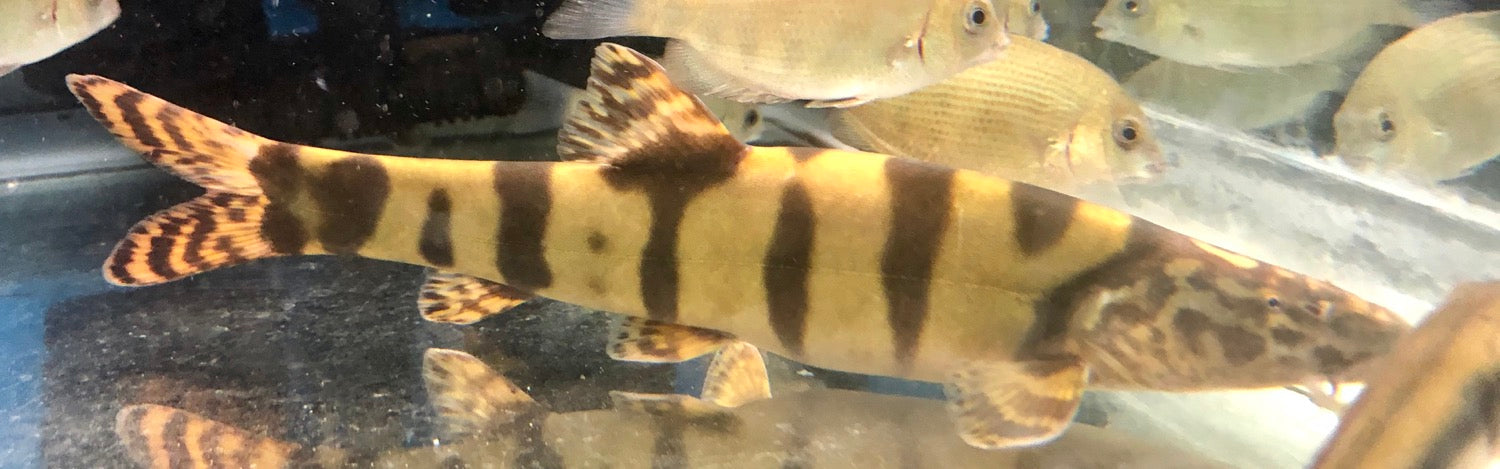 Imperial Loach (Leptobotia elongata)