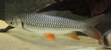 Load image into Gallery viewer, Golden Shark (Leptobarbus hoevenii)
