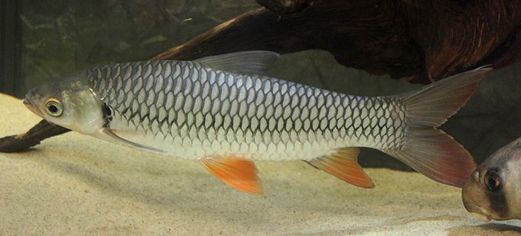 Golden Shark (Leptobarbus hoevenii)
