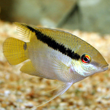 Load image into Gallery viewer, Festivum Cichlid (Mesonauta guyanae)
