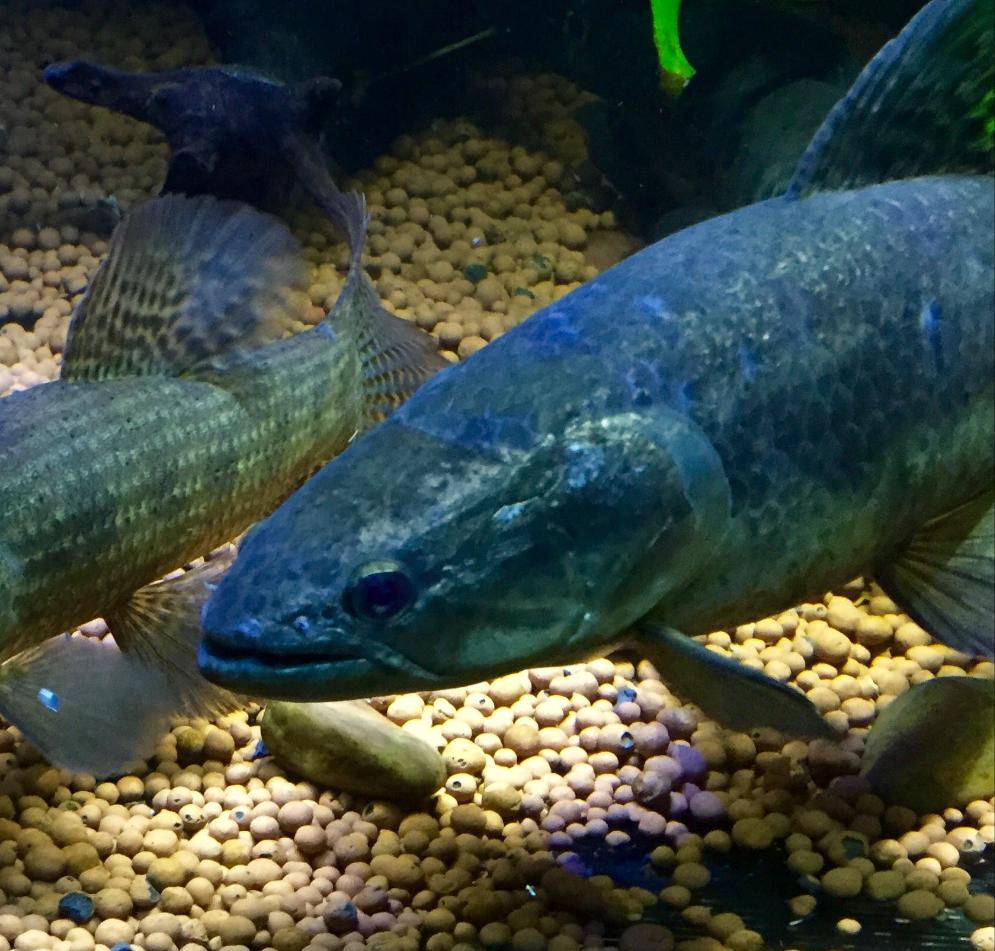 river monsters wolf fish Blue / Green Wolf Fish (Hoplias lacerdae) — Predatory Fins