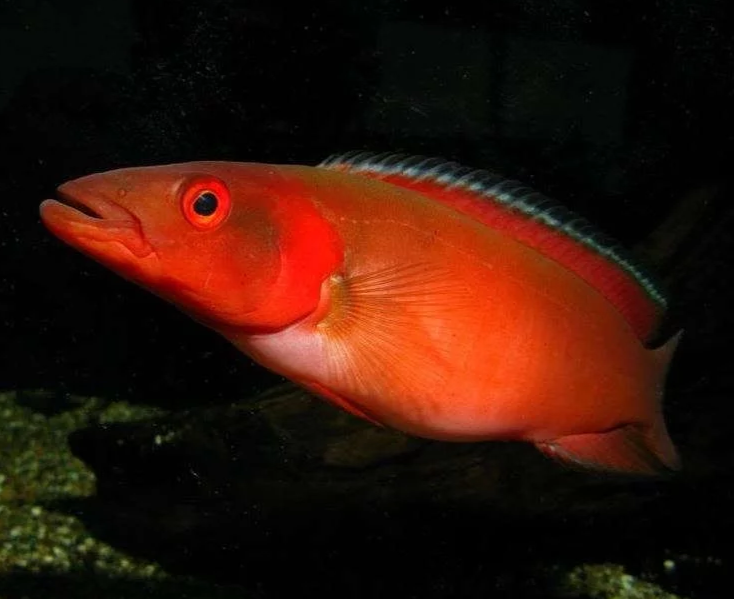 Red Atabapo Pike Cichlid (Crenicichla sp)