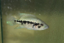 Load image into Gallery viewer, Wolf Cichlid (Parachromis dovii)
