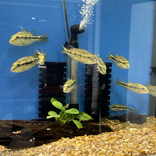 Load image into Gallery viewer, Fogo Peacock Bass (Cichla marinae)
