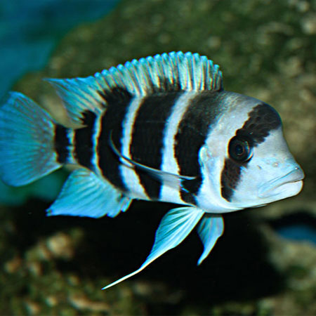 Blue Frontosa (Cyphotilapia frontosa)