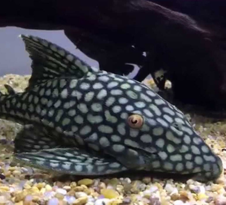 L330 Watermelon Royal Pleco (Panaque nigrolineatus laurafabianae)