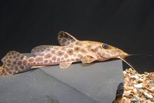 Giraffe Catfish (Auchenoglanis occidentalis)