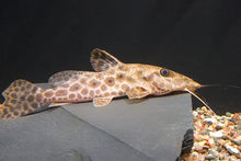 Load image into Gallery viewer, Giraffe Catfish (Auchenoglanis occidentalis)
