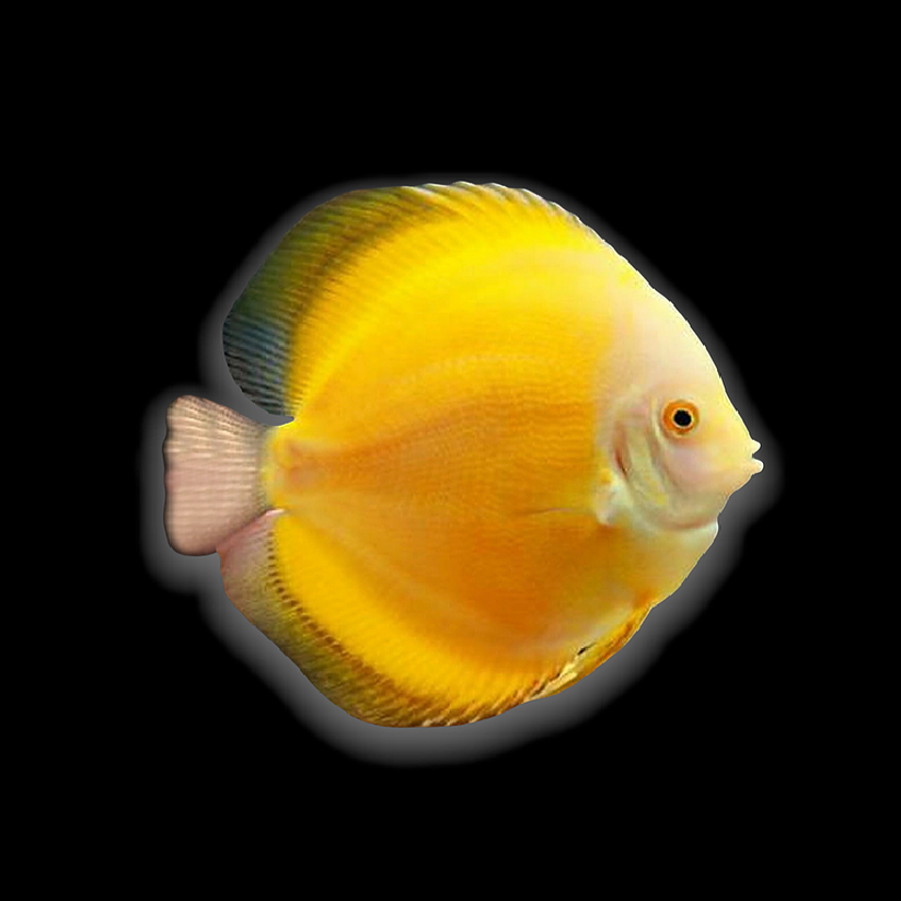 DISCUS – Predatory Fins