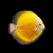 Golden Sunrise Discus (Symphysodon aequifasciatus)