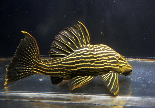 L027c Araguaia Gold Line Thunder Royal Pleco (Panaque armbrusteri)