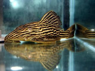 L027c Araguaia Gold Line Thunder Royal Pleco (Panaque armbrusteri)