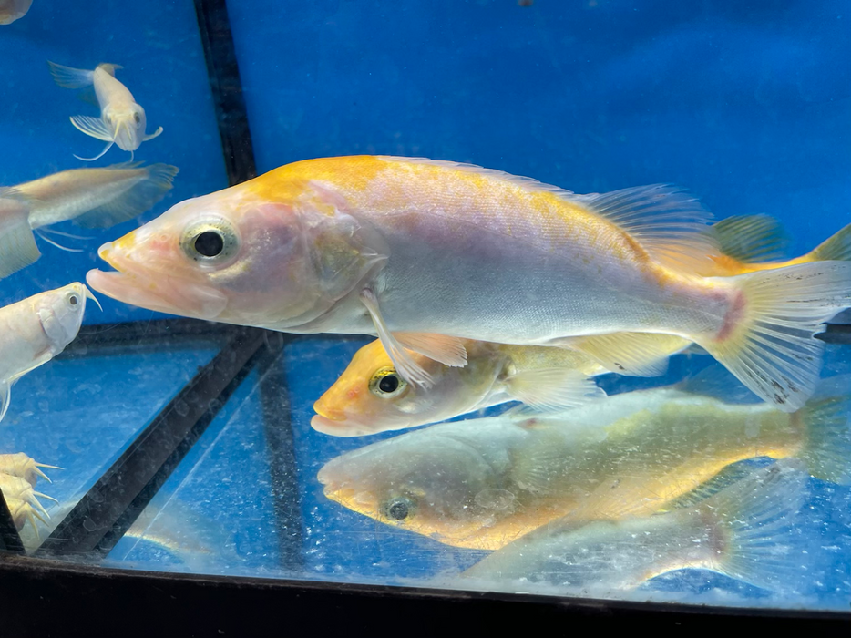 Golden / White Mandarin Perch (Siniperca scherzeri)