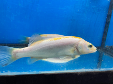 Load image into Gallery viewer, Golden / White Mandarin Perch (Siniperca scherzeri)
