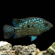 Load image into Gallery viewer, Green Texas Cichlid (Herichthys carpintis sp)
