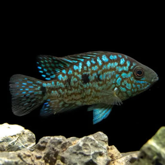 Green Texas Cichlid (Herichthys carpintis sp)