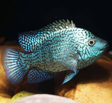 Load image into Gallery viewer, Green Texas Cichlid (Herichthys carpintis sp)
