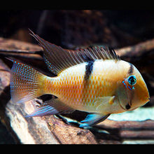 Load image into Gallery viewer, Bandit Cichlid (Guianacara dacrya)
