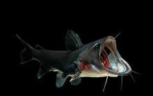 Load image into Gallery viewer, Gulper Catfish (Asterophysus batrachus)
