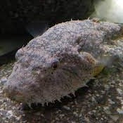 Load image into Gallery viewer, Hairy Puffer (Pao baileyi)
