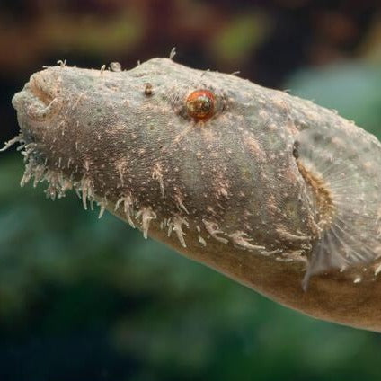 Hairy Puffer (Pao baileyi)