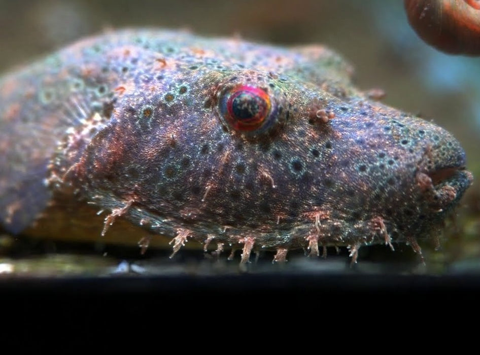 Hairy Puffer (Pao baileyi)