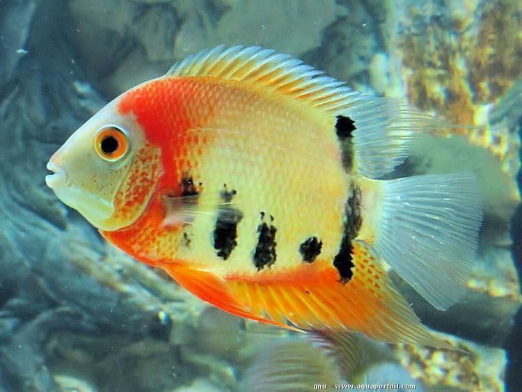 Red Shoulder Green Severum (Heros efasciatus)