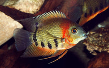Load image into Gallery viewer, Red Shoulder Green Severum (Heros efasciatus)
