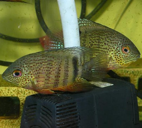 Inirida Severum (Heros sp. Inirida)