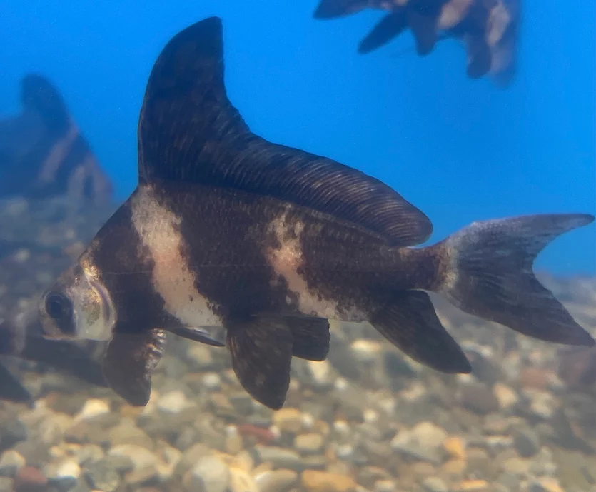 Chinese High Fin Loach (Myxocyprinus asiaticus)