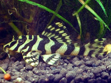 Load image into Gallery viewer, L134 Leopard Frog Pleco (Peckoltia compta)
