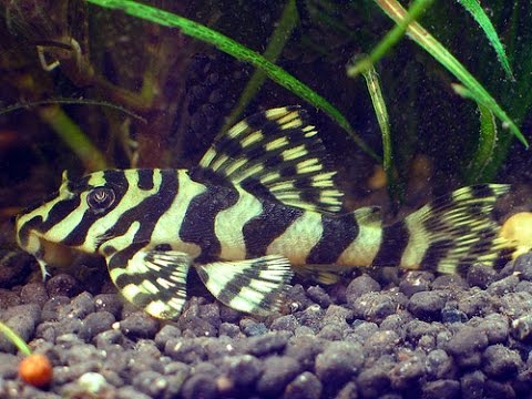 L134 Leopard Frog Pleco (Peckoltia compta)