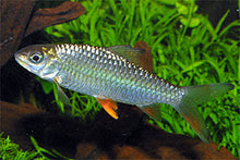 Load image into Gallery viewer, Jerdoni&#39;s Barb (Hypsibarbus jerdoni)
