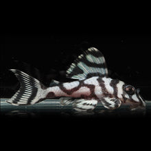 Load image into Gallery viewer, L236 SW Super White Pleco (Hypancistrus sp)
