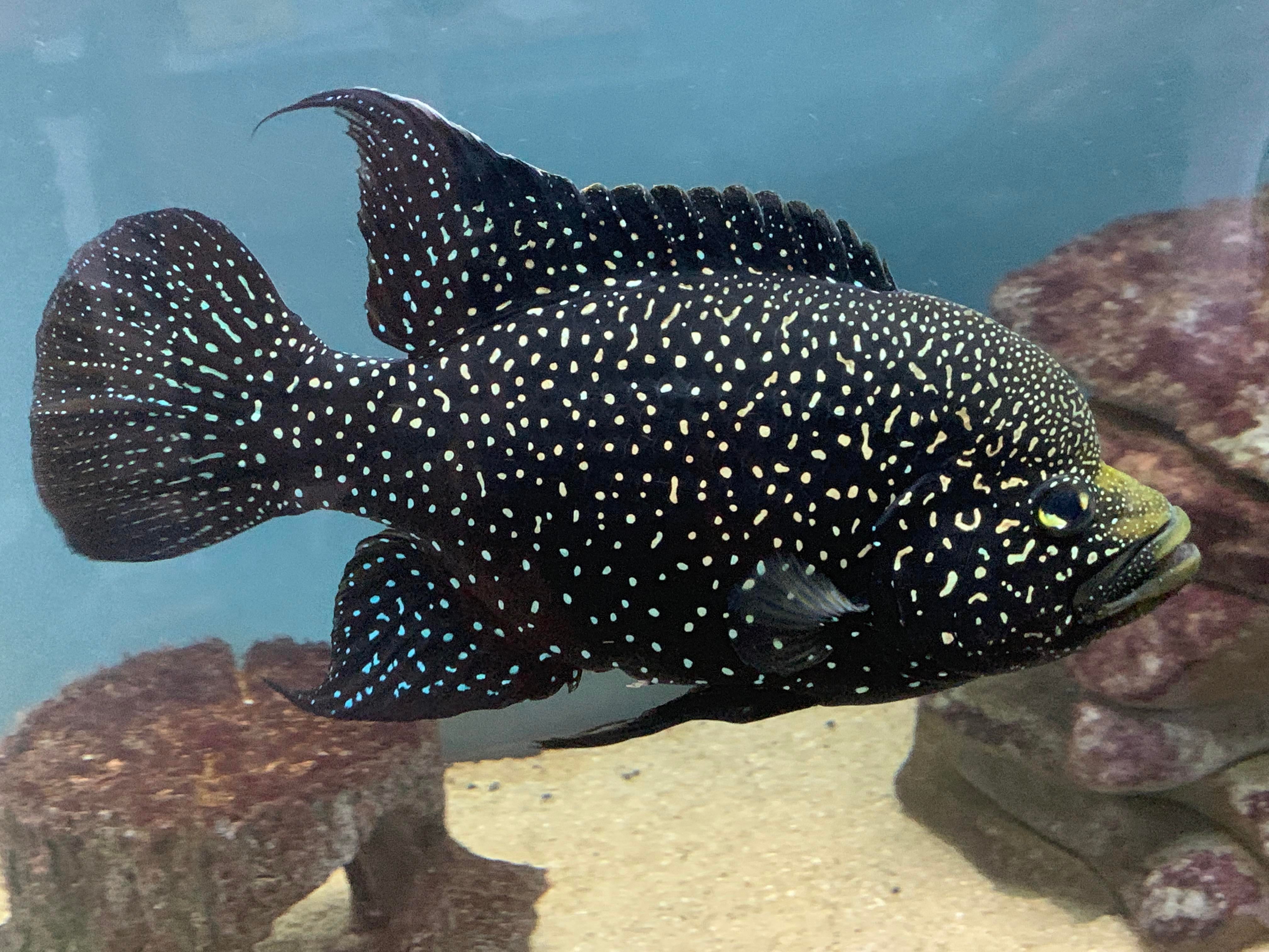 Starry Night Cichlid Paratilapia Polleni Predatory Fins starry-night-cichlid-paratilapia-polleni-predatory-fins