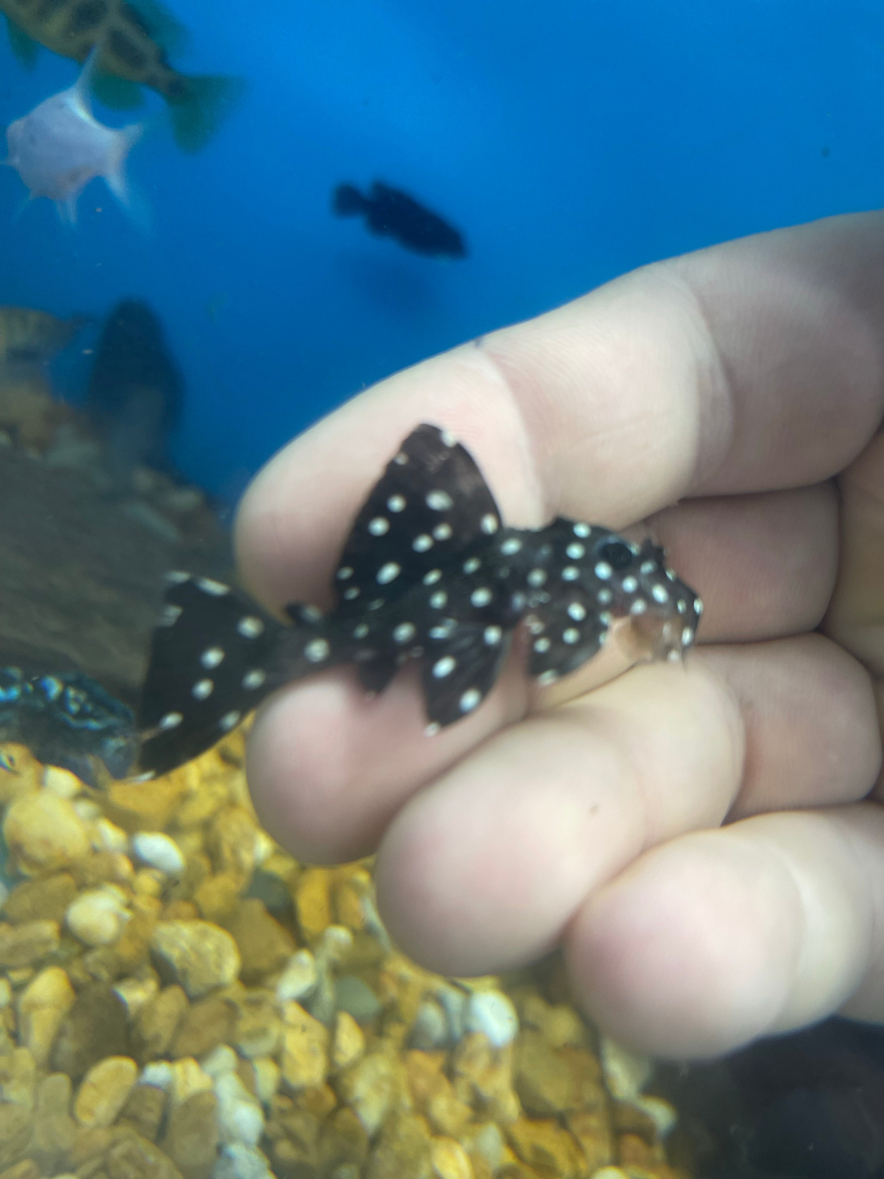 L007 / L240 Toothnose Galaxy Pleco (Leporacanthicus galaxias)