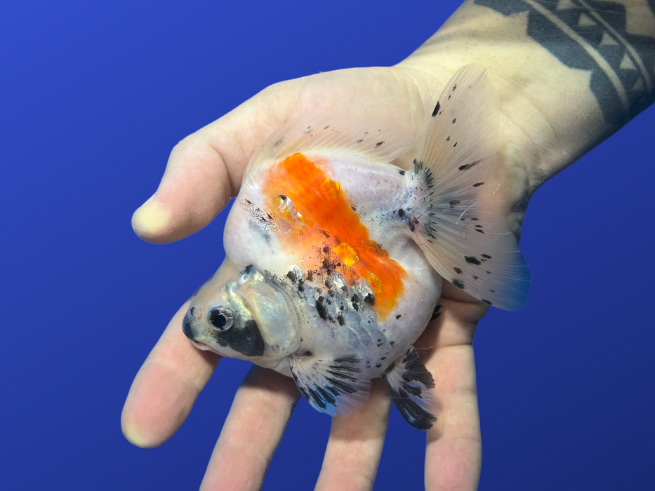 Short-Tail Ryukin Goldfish (Carassius auratus)