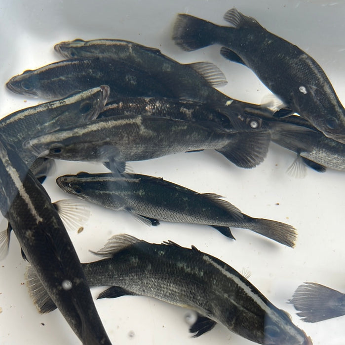 Barramundi (Lates calcarifer)