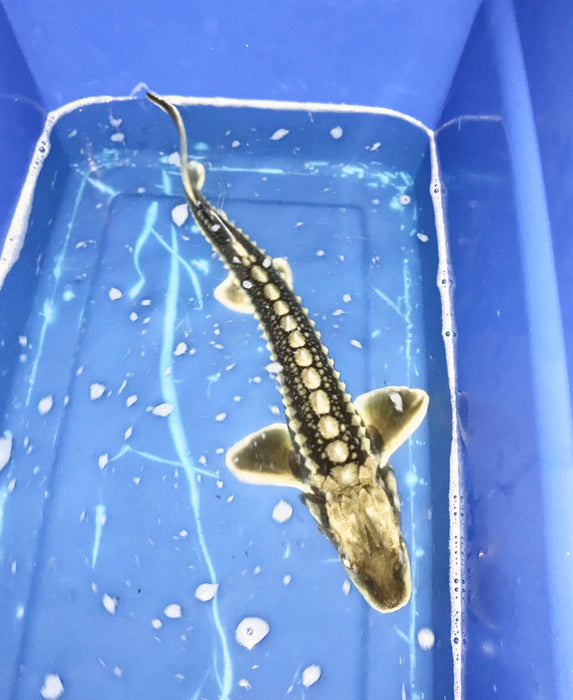 Diamondback Sturgeon (Acipenser gueldenstaedtii)