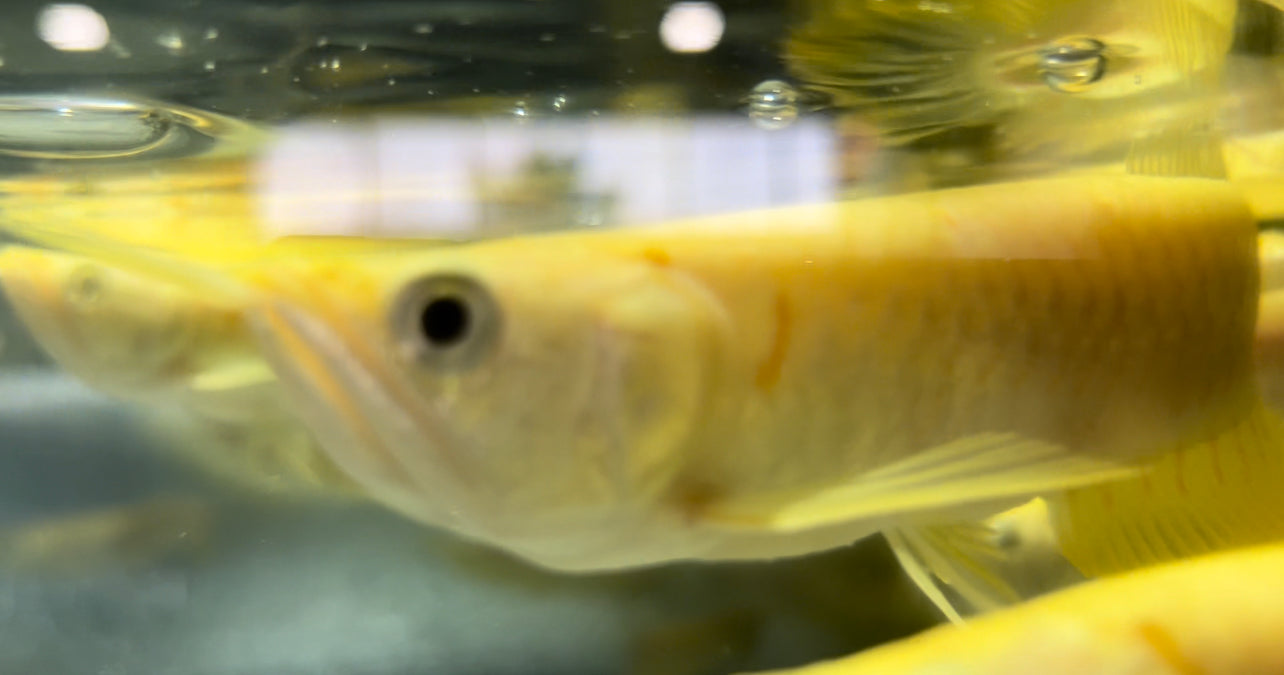Albino Silver Arowana (Osteoglossum bicirrhosum)