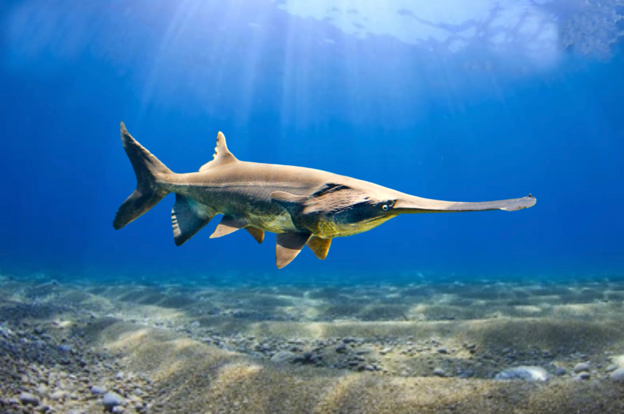 Paddlefish (Polyodon spathula) — Predatory Fins